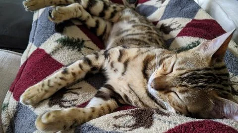 Bengal Cat Relaxing on Patterned Blanket in Sunlit Room 스톡 사진