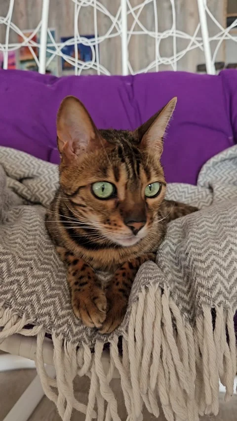 Bengal cat resting on a cozy blanket in a modern chair Stock Footage 308823769