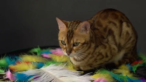 Bengal Cat Resting Stock Footage 75436351