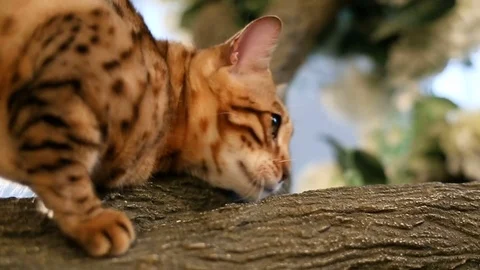 Bengal Cat Resting On Tree Stock Footage 75238546