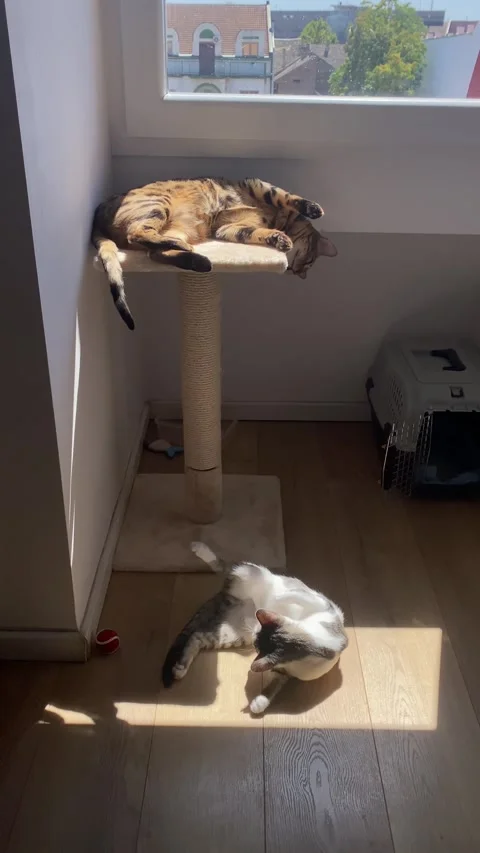 Bengal cat rests on a cat tree while another domestic cat lounges in a patch Vídeos de archivo 343404423