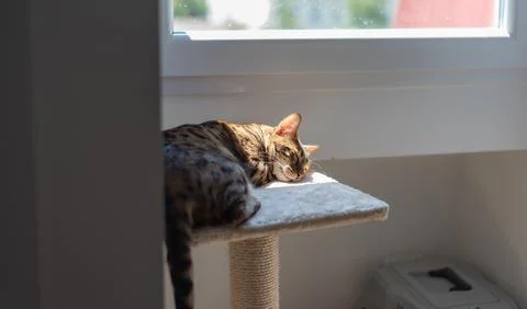 Bengal cat rests on a cat tree platform in warm sunlight by a window Stock Photos