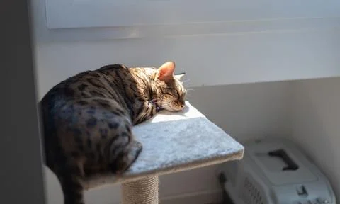 Bengal cat rests peacefully in a patch of warm sunlight on top of a cat tree Stock Photos