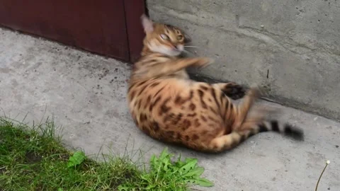  A Bengal cat is rolling on its back in the yard in the summer Stock Footage 339631855