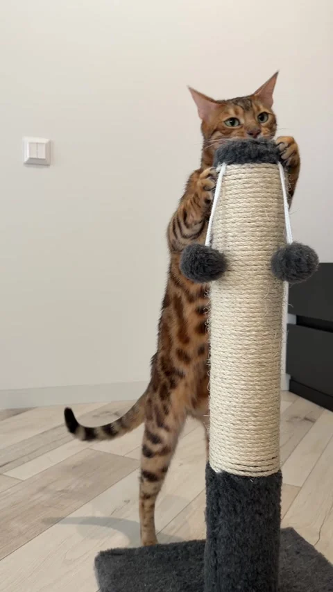 Bengal Cat Sharpening Claws on Sisal Scratching Post Stock Footage 339078172