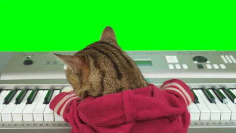 Bengal cat siting facing backward playing piano keyboard on green screen Stock Footage 255081529