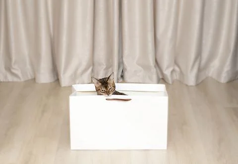 Bengal cat sits in an empty white bag Stock Photos