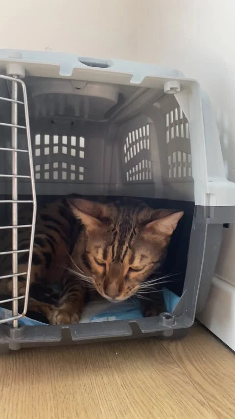 Bengal cat sits inside a gray plastic pet carrier on a wooden floor Stock Footage 343567419