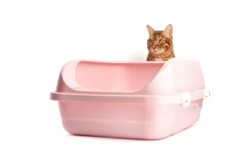 A Bengal cat sits next to a plastic toilet with bentonite filling. Stock Photos