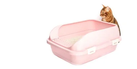 A Bengal cat sits next to a plastic toilet with bentonite filling. Stock Photos