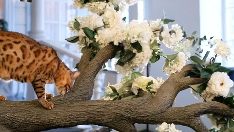 Bengal Cat Sits On The Tree Stock Footage 75238563