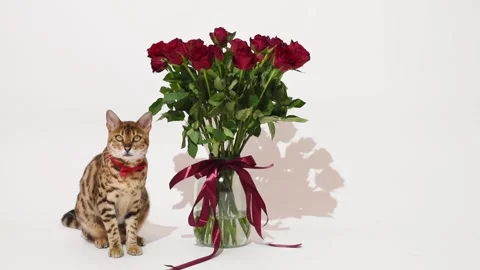  Bengal cat sits by the vase with red roses on white background, holiday card  Stock Footage 340902101