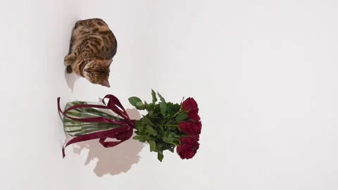 Bengal cat sits by the vase with red roses on white background, holiday  Stock Footage 341333904