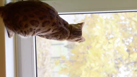 Bengal cat sits on windowsill and looking through the window into autumn garden. Stock Footage 290788413