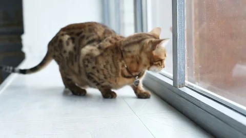 Bengal Cat Sits On The Windowsill Stock Footage 75071204