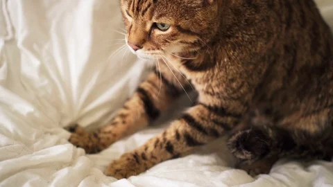 Bengal cat sitting on bed kneading - pushing his claws in and out on the blanket Vidéo 110354486