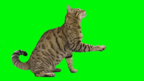 Bengal cat sitting down, looking around, raising up his paw on green screen Stock Footage 250561266