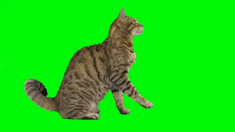 Bengal cat sitting down, looking around, raising up his paw on green screen Stock Footage 250561671