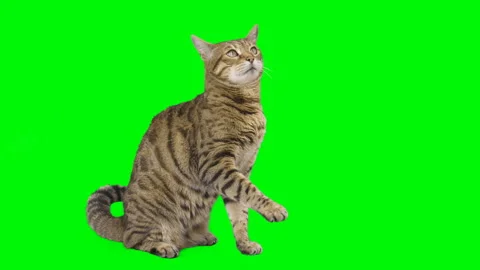 Bengal cat sitting down, looking around, raising up his paw on green screen Stock Footage 250562029