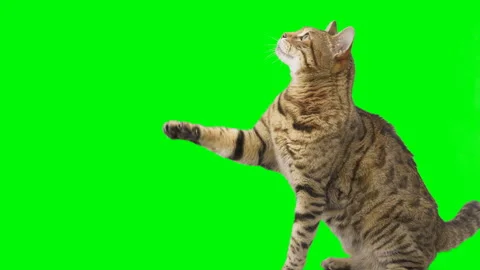 Bengal cat sitting down, looking around, raising up his paw on green screen Vidéo 250562413