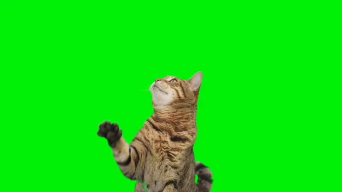 Bengal cat sitting down looking up, raising up his paw on green screen Видео 250563086