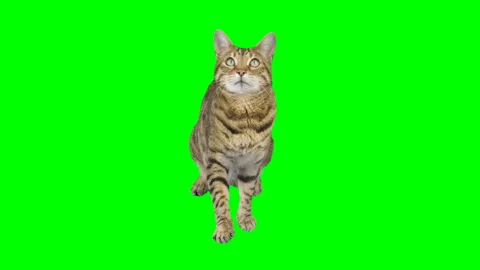 Bengal cat sitting down looking up, raising up his paw on green screen Stock Footage 254292120