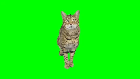 Bengal cat sitting down looking up, raising up his paw on green screen Stock Footage 254292300
