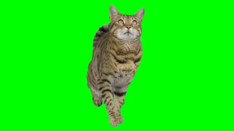 Bengal cat sitting down looking up, raising up his paw on green screen Stock Footage 254292967