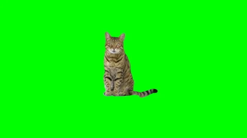 Bengal cat sitting down looking at camera on green screen chroma key Vidéo 254627251