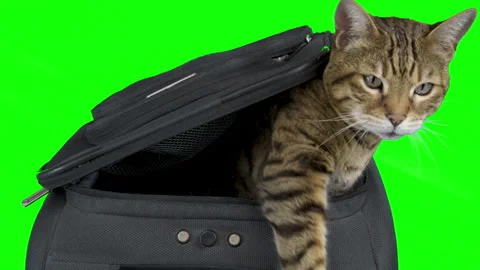 Bengal cat sitting inside an empty suitcase on green screen isolated with chroma Video stock 249900431