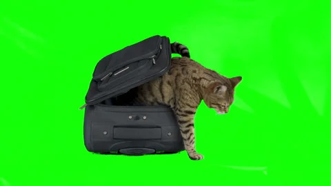 Bengal cat sitting inside an empty suitcase on green screen isolated with chroma Stock Footage 249900705