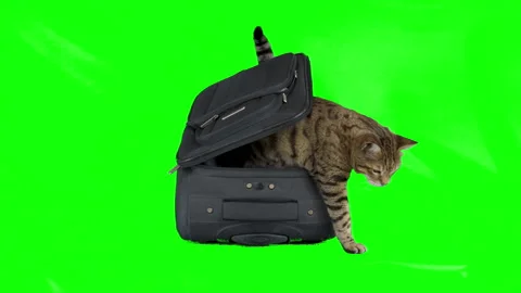 Bengal cat sitting inside an empty suitcase on green screen isolated with chroma Stock Footage 249900890