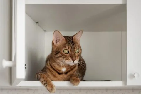 Bengal cat sitting inside white cabinet and looking forward Stock Photos