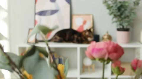 Bengal cat sitting on shelf close-up. Brown kitten resting on ledge near Stock Footage 165014991