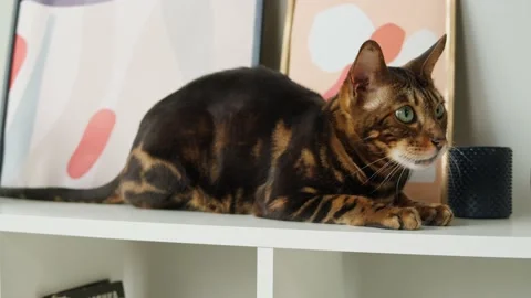 Bengal cat sitting on shelf close-up. Brown kitten resting on ledge near Stock Footage 165015117