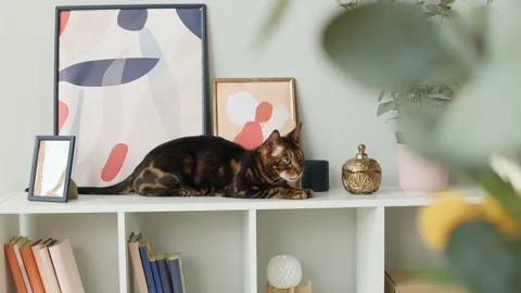 Bengal cat sitting on shelf close-up. Brown kitten resting on ledge near Stock Footage 165015136