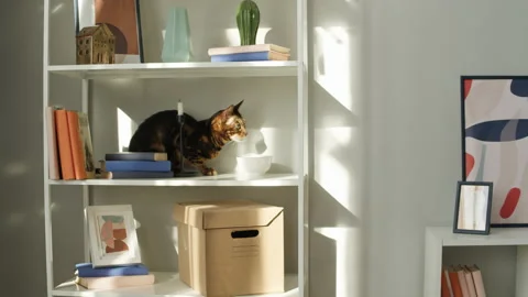 Bengal cat sitting on shelf close-up. Brown kitten resting on ledge near Stock Footage 165016686