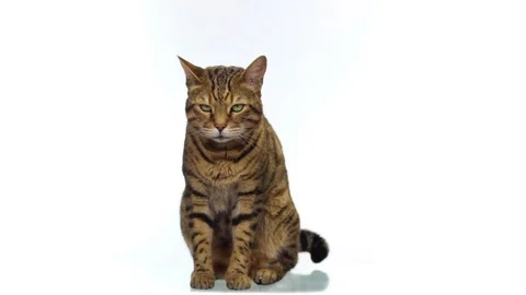 Bengal cat sitting on white background Stock Footage 86998796