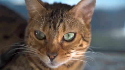 Bengal cat sitting on the window Stock Footage 117861452