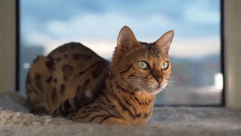 Bengal cat sitting on the window Stock Footage 117861506