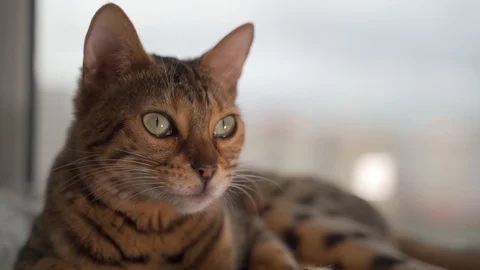 Bengal cat sitting on the window Stock-Footage 117861560