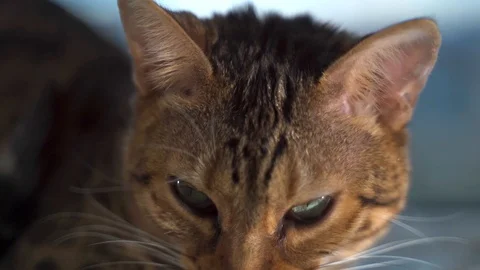 Bengal cat sitting on the window Stock Footage 117861798