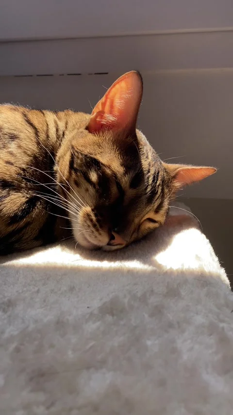Bengal cat sleeps on a carpeted cat tree platform in warm sunlight Vídeos de archivo 343567710
