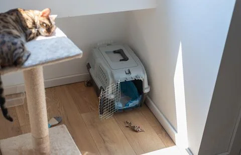 Bengal cat sleeps on a cat tree platform next to an open pet carrier Stock Photos