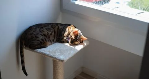 Bengal cat sleeps in a patch of sunlight on a cat tree platform Stock Photos