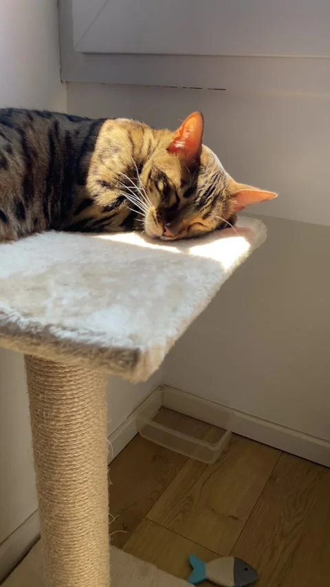 Bengal cat sleeps peacefully on top of a carpeted scratching post Stock Footage 343567681