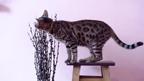 Bengal cat smells willow branches with catkins on pink background, Easter and Stock Footage 266034477