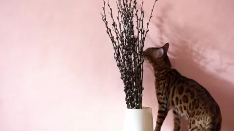 Bengal cat smells willow branches with catkins on pink background, Easter and Stock Footage 266034521
