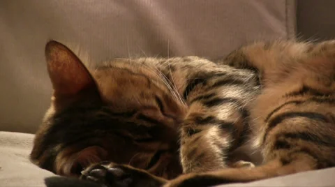 Bengal cat snoozing on cream couch Stock Footage 34017549