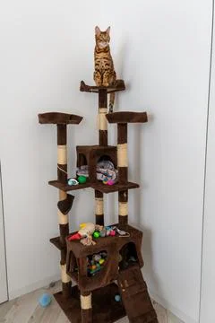 Bengal cat standing alert on multi level activity tower Fotos Stock